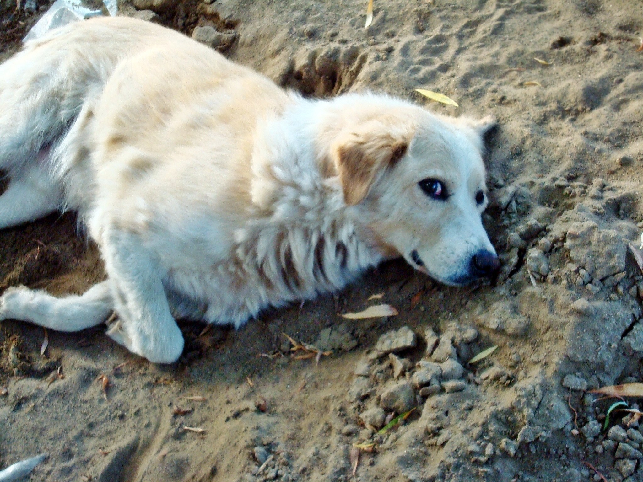 dog resting on dirt ground
