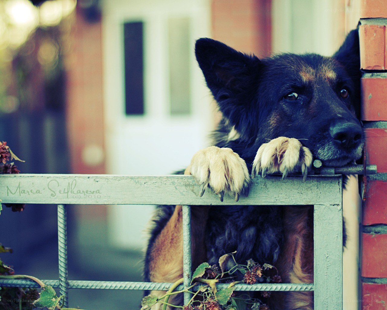 dog resting on fence