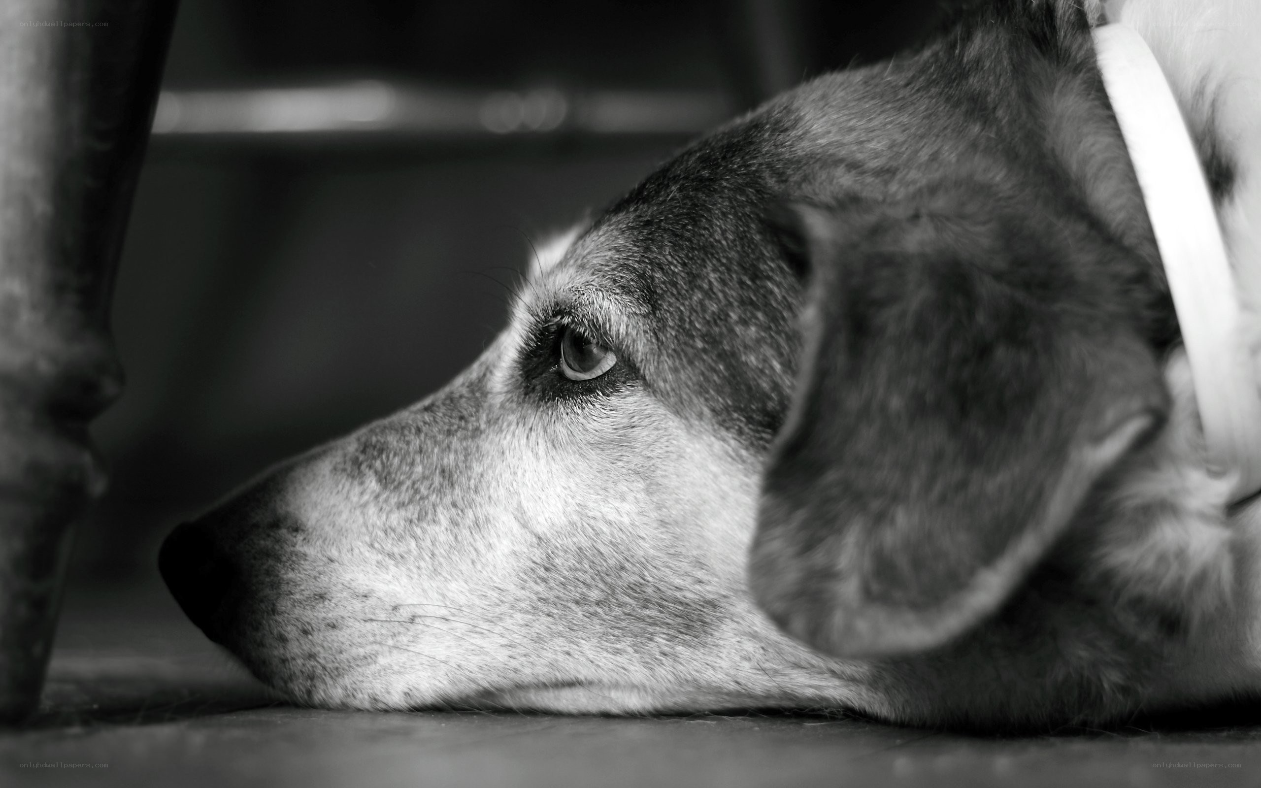 dog resting on floor