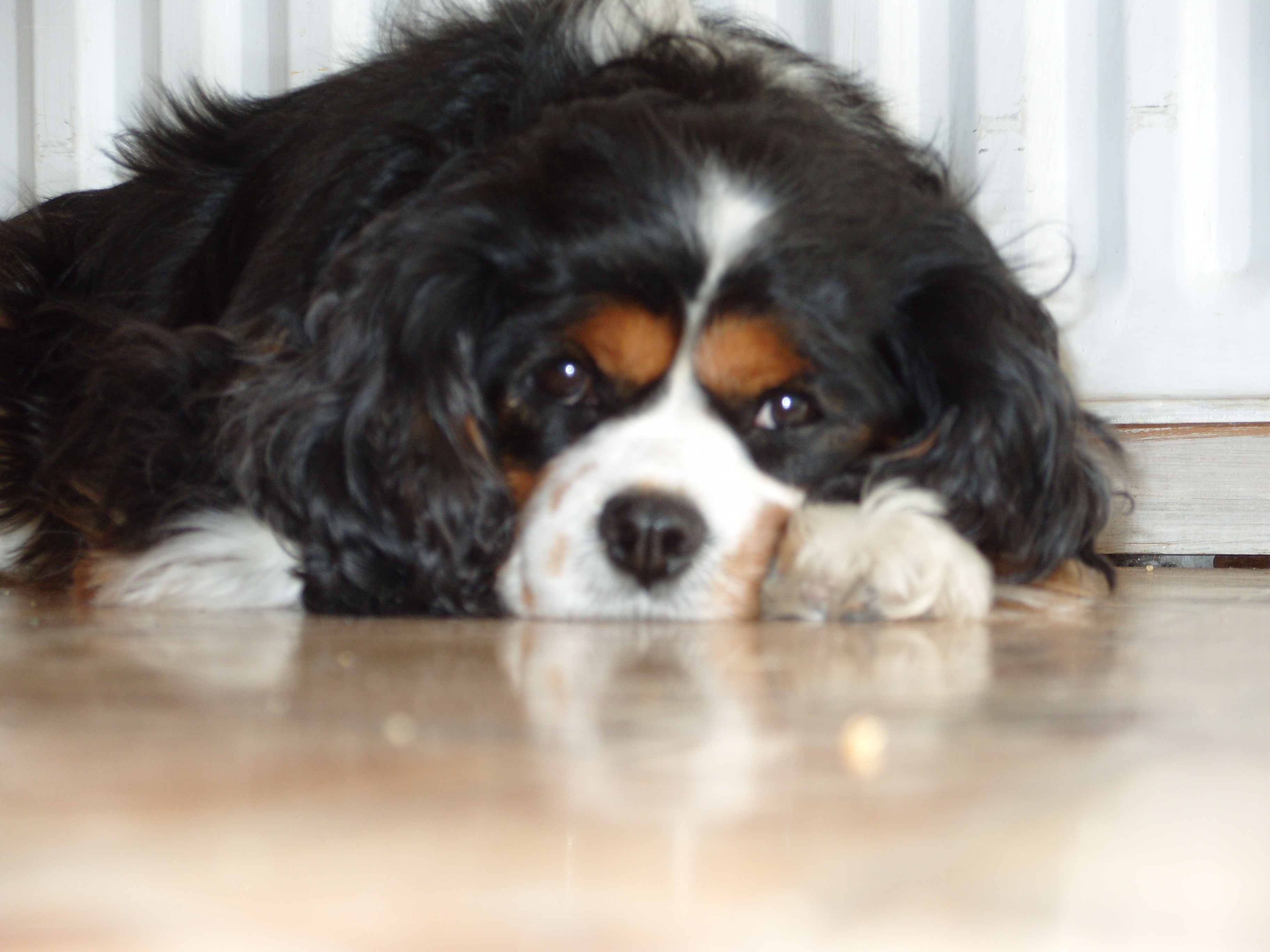 dog resting on floor
