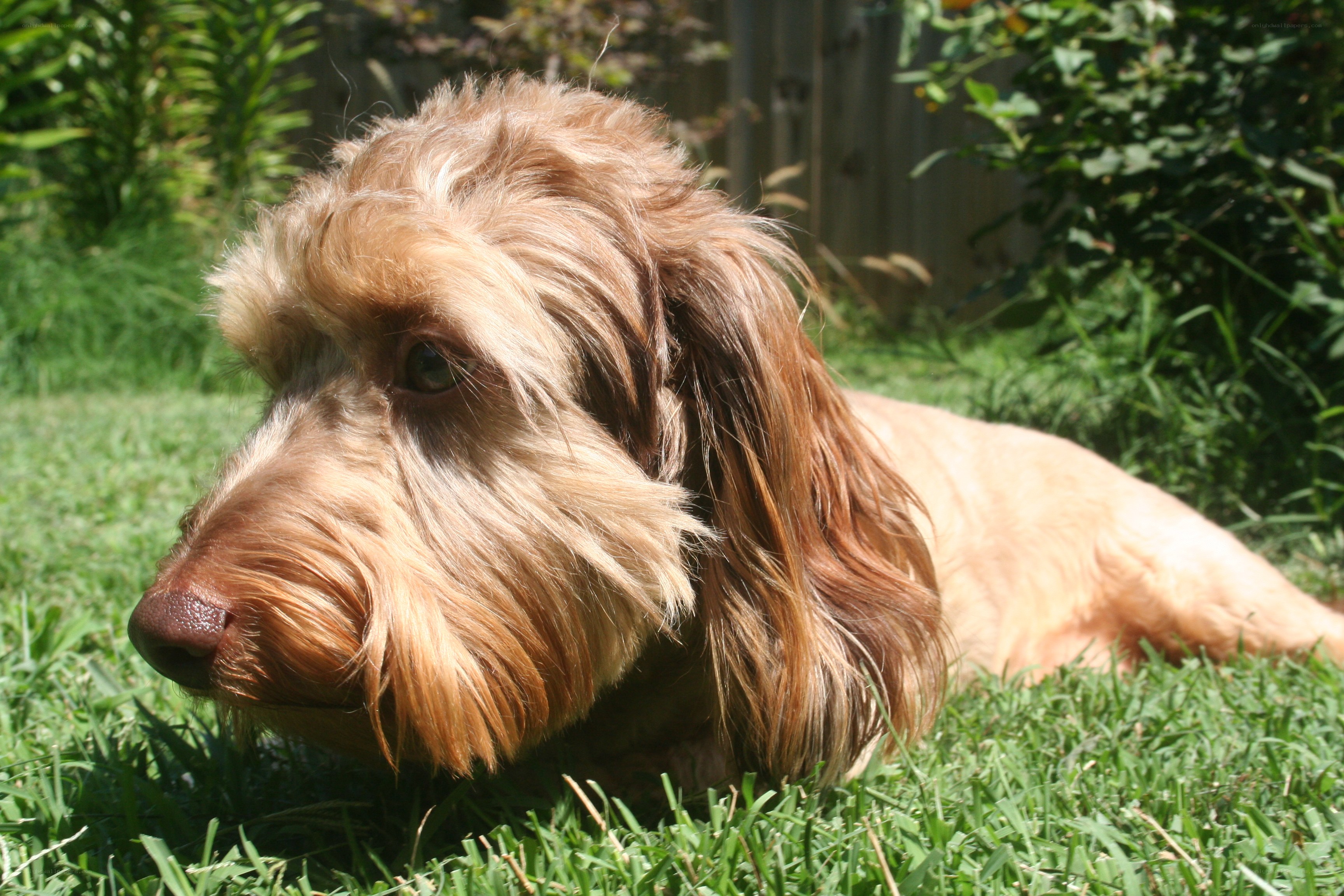 dog resting on grass