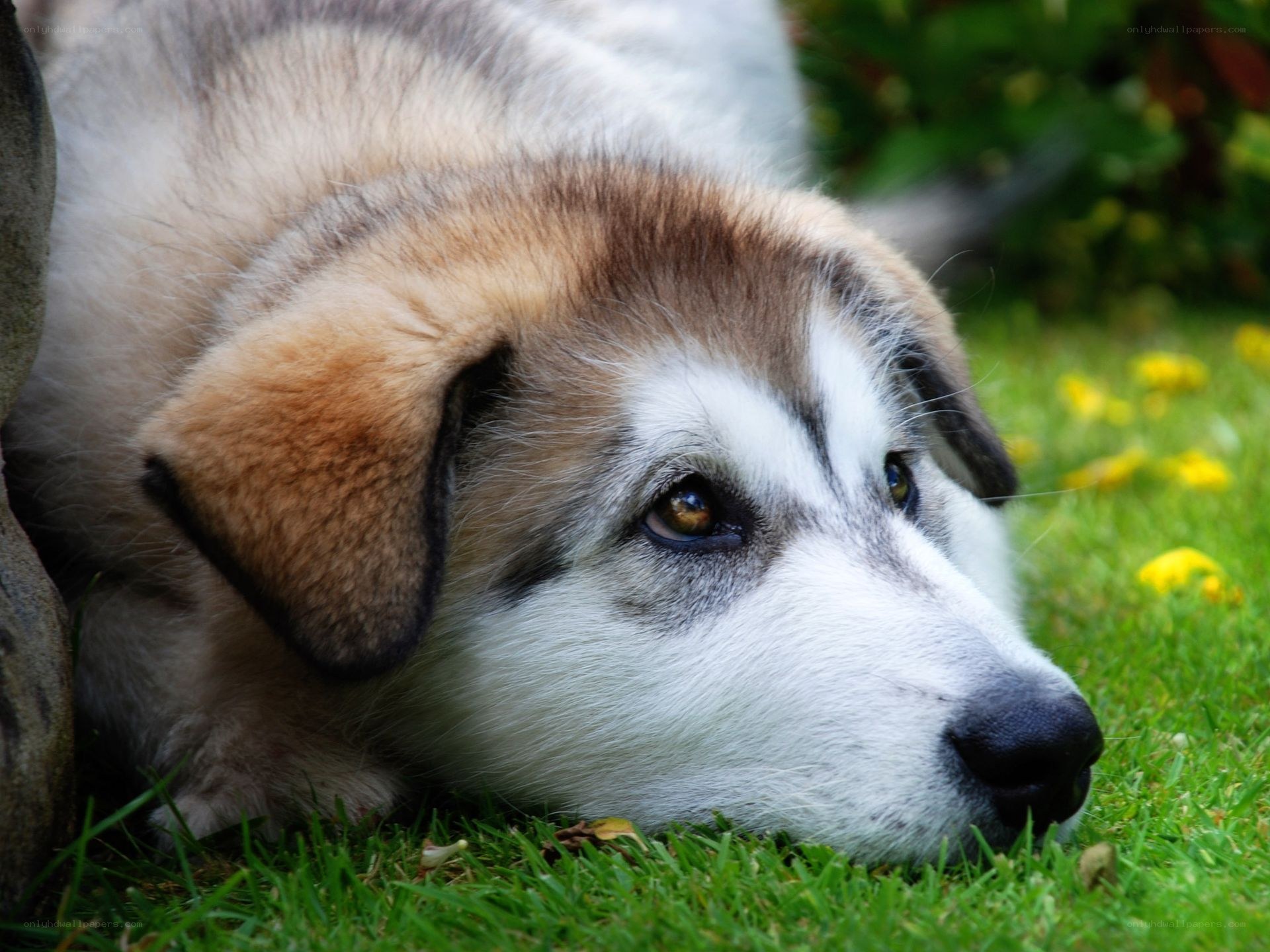 dog resting on grass