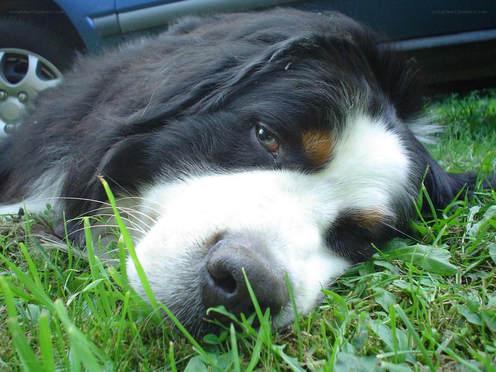 dog resting on grass