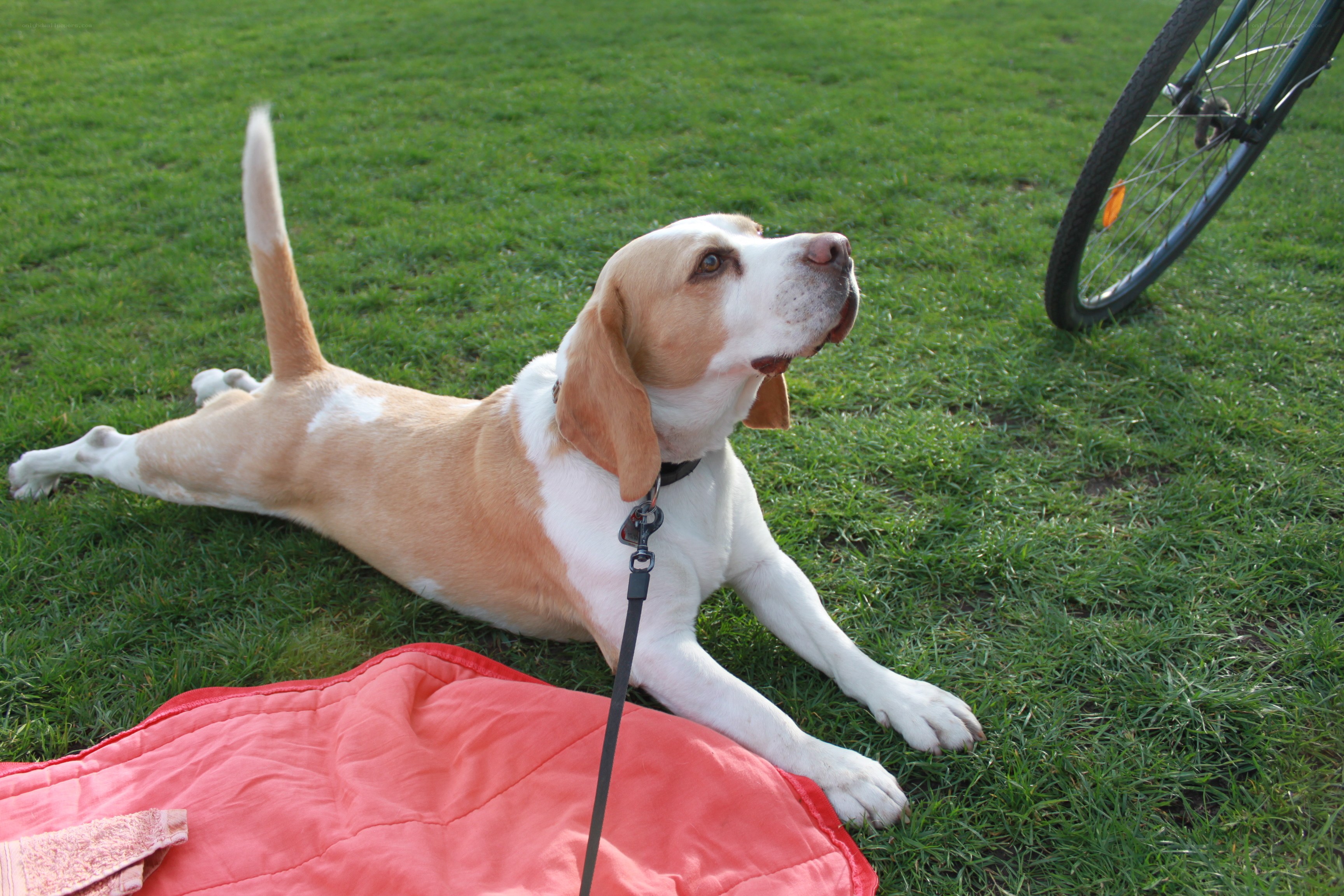 dog resting on grass