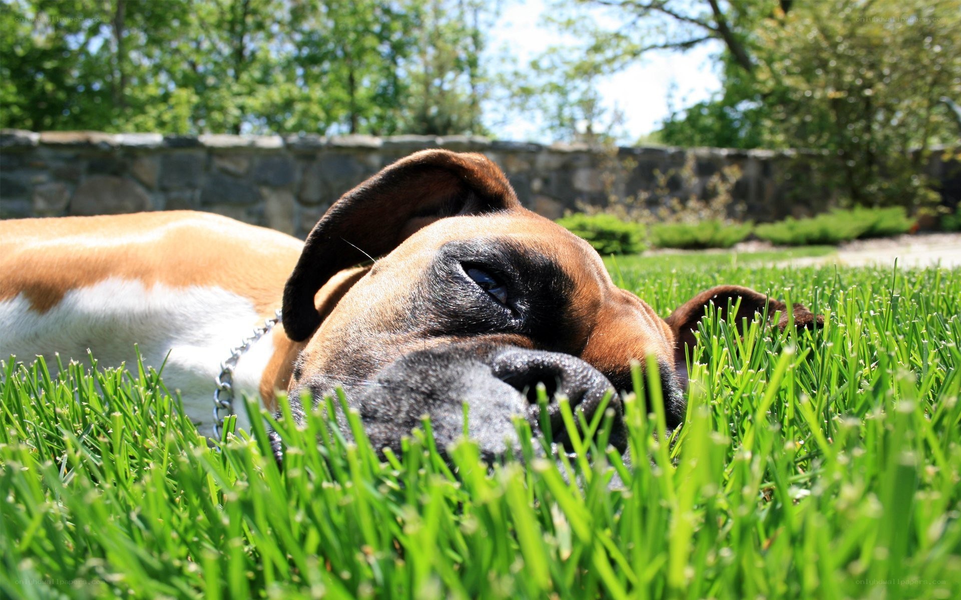 dog resting on grass