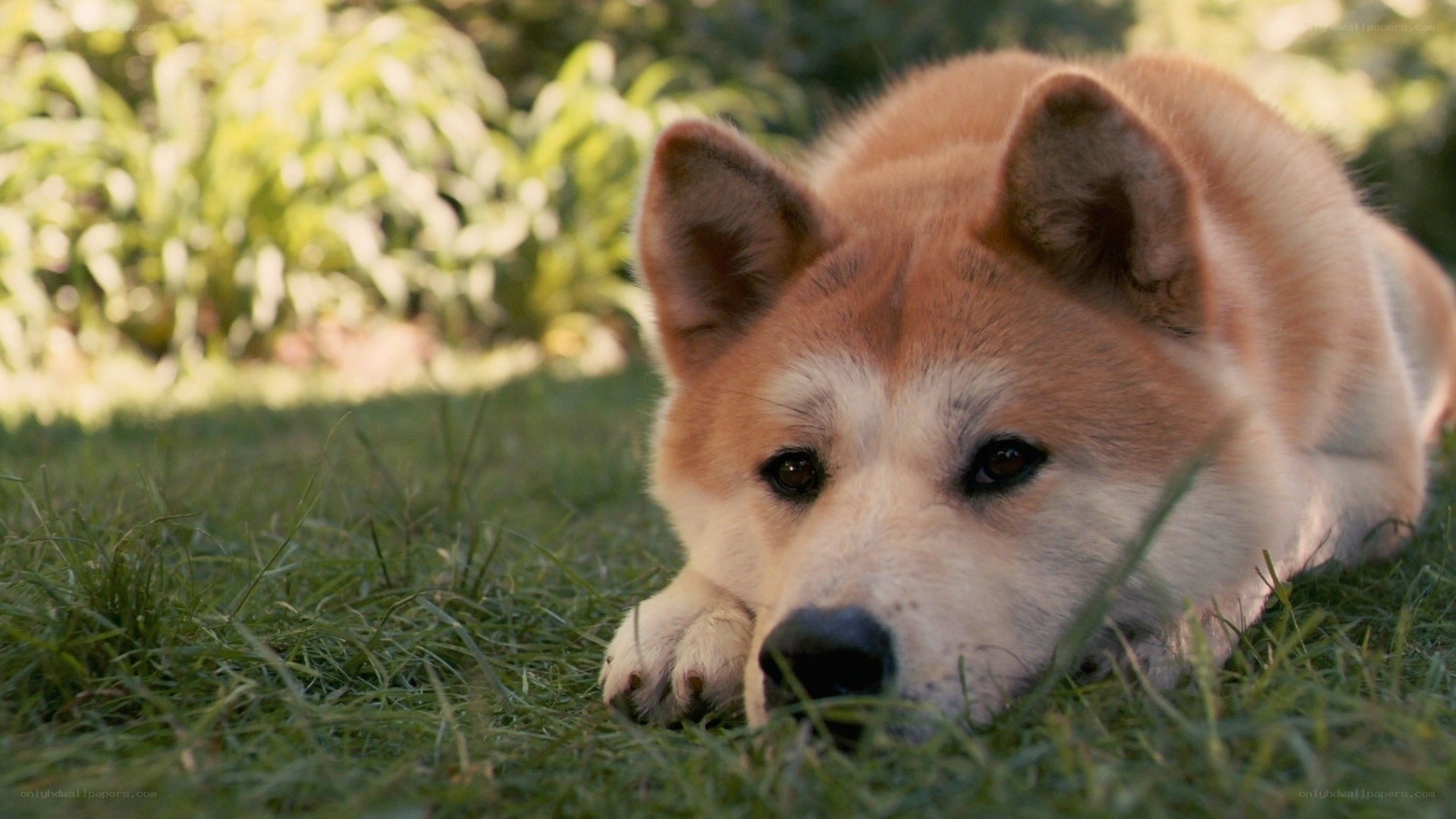 dog resting on grass