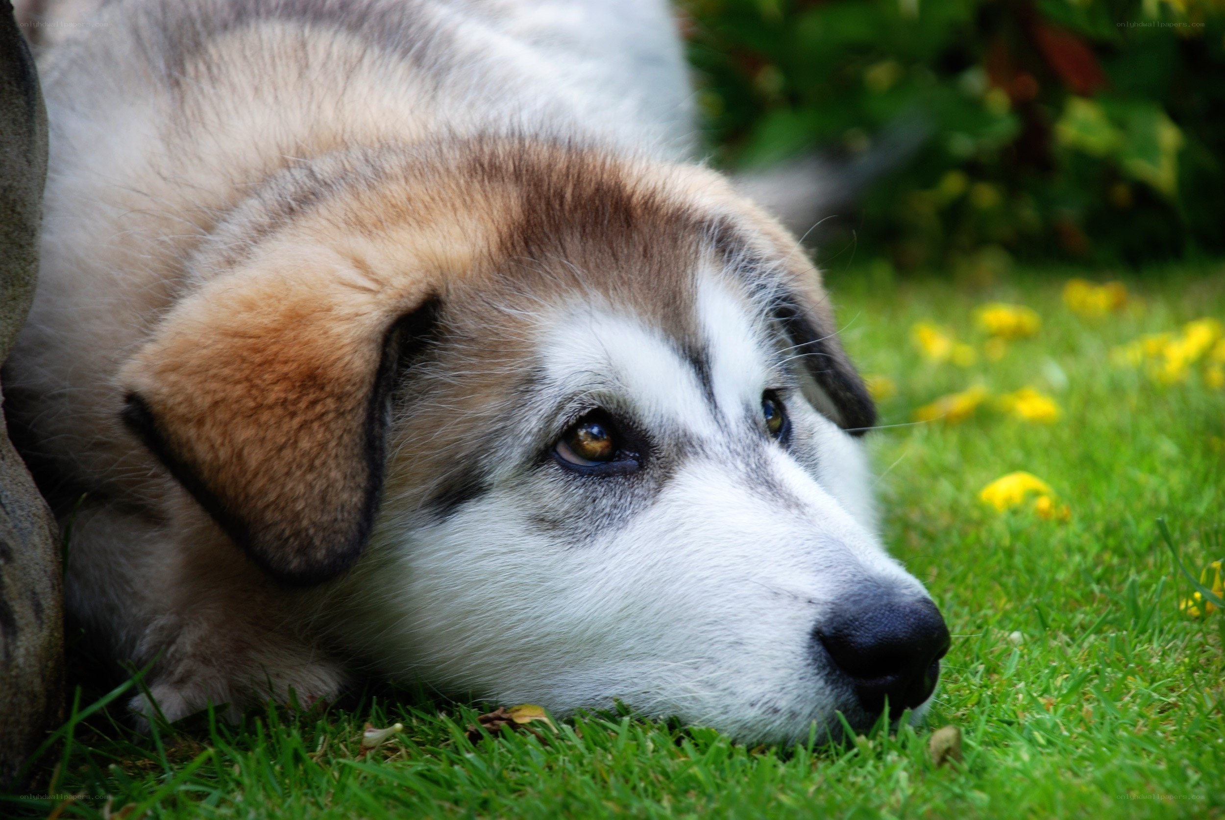 dog resting on grass