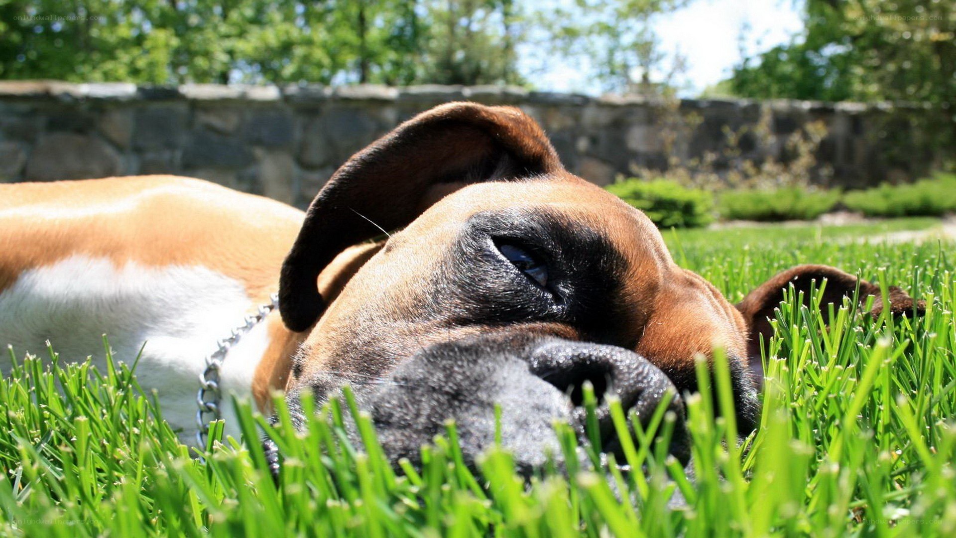 dog resting on grass