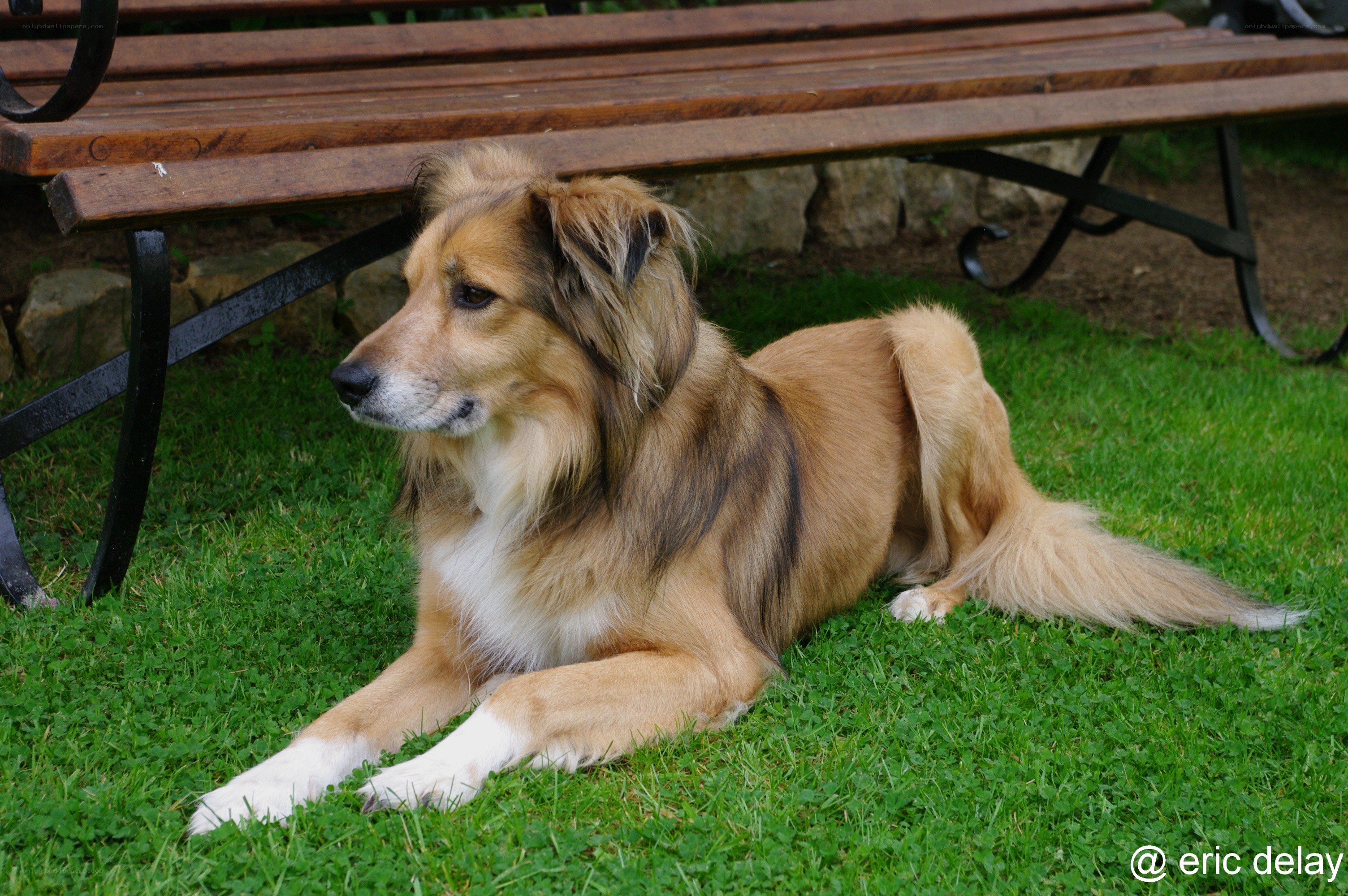 Dog resting on grass