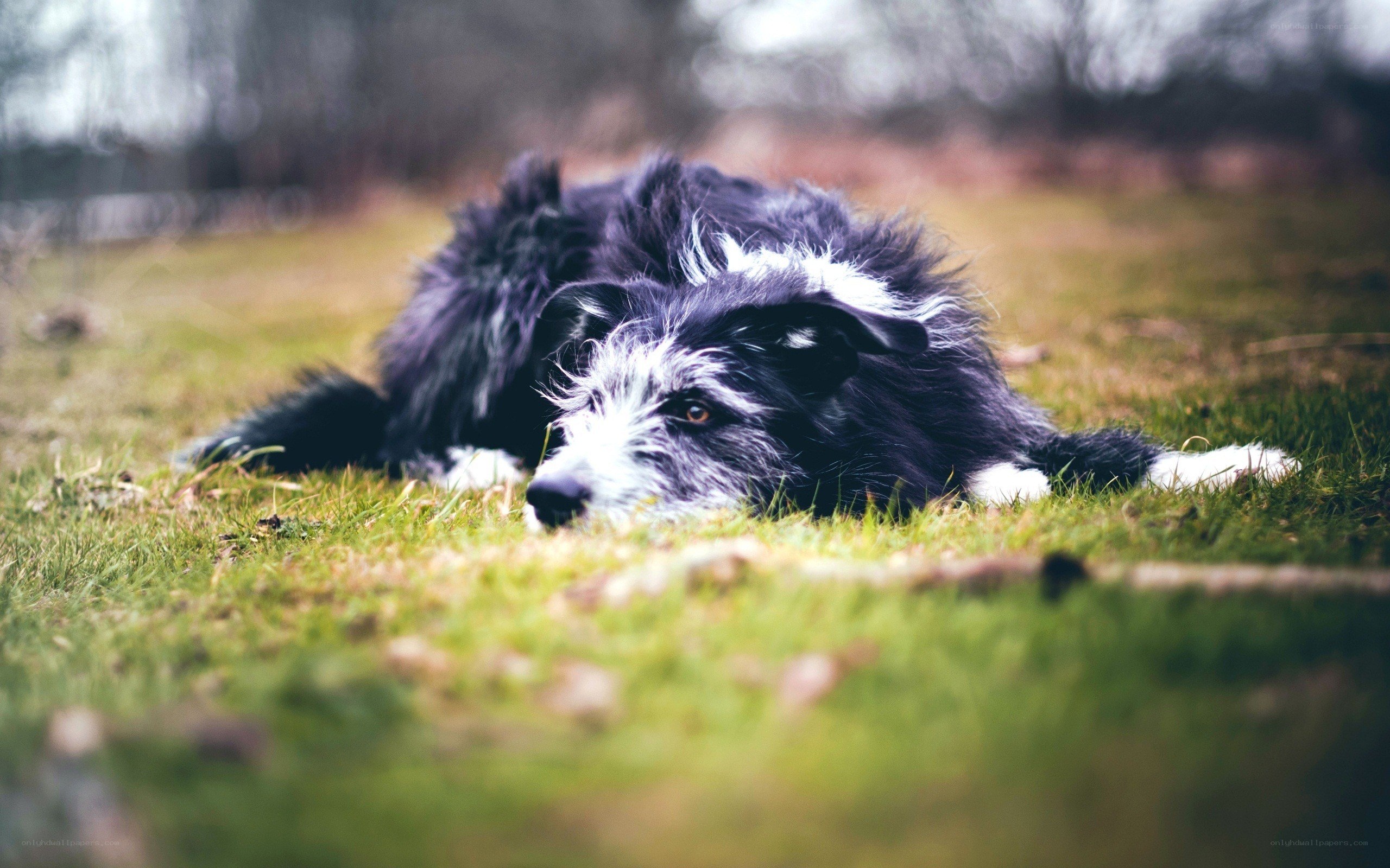 dog resting on grass