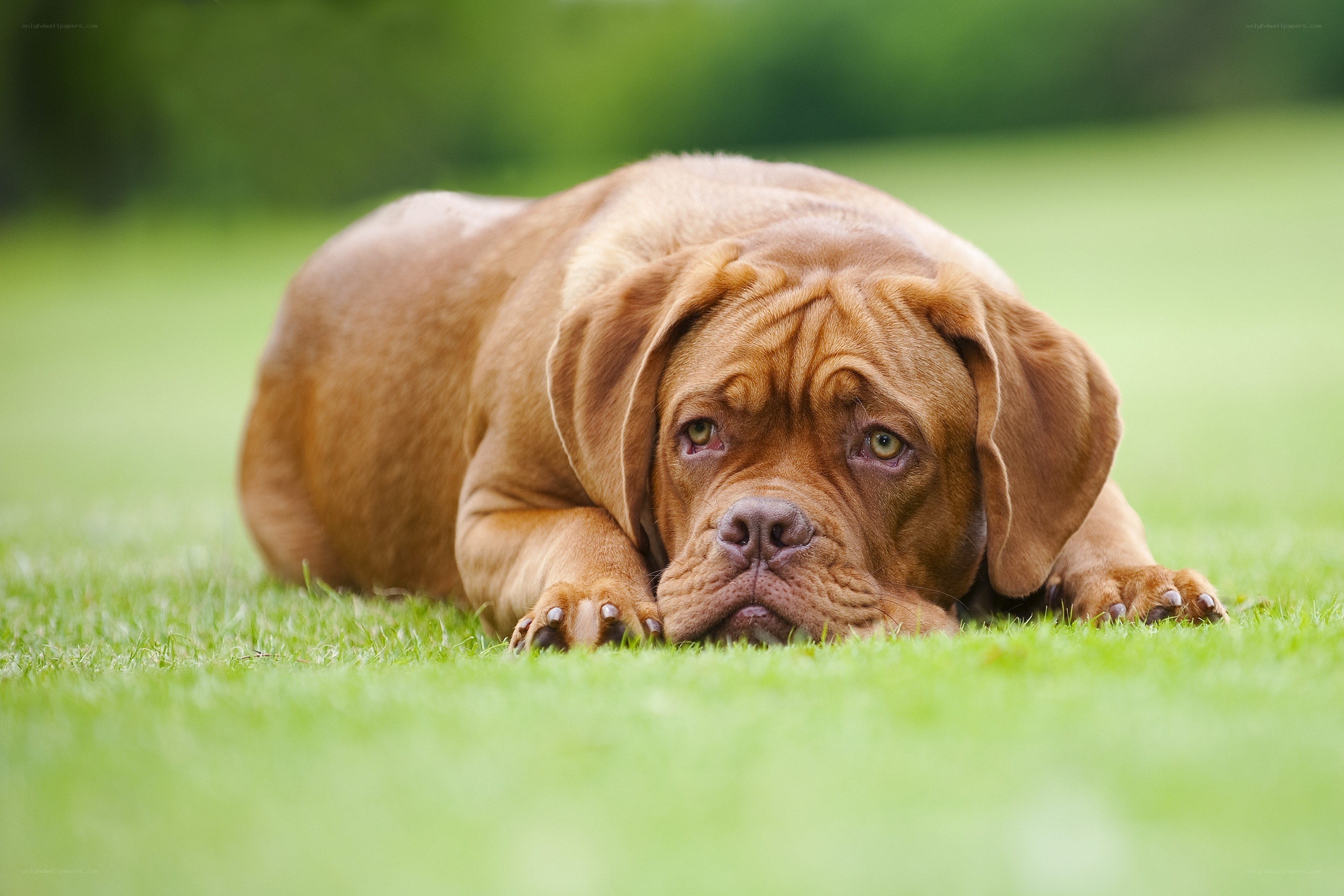 dog resting on grass