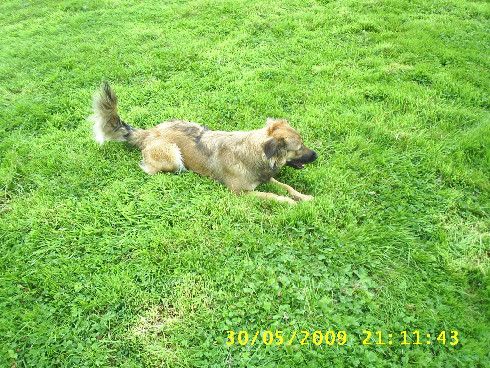 dog resting on grass