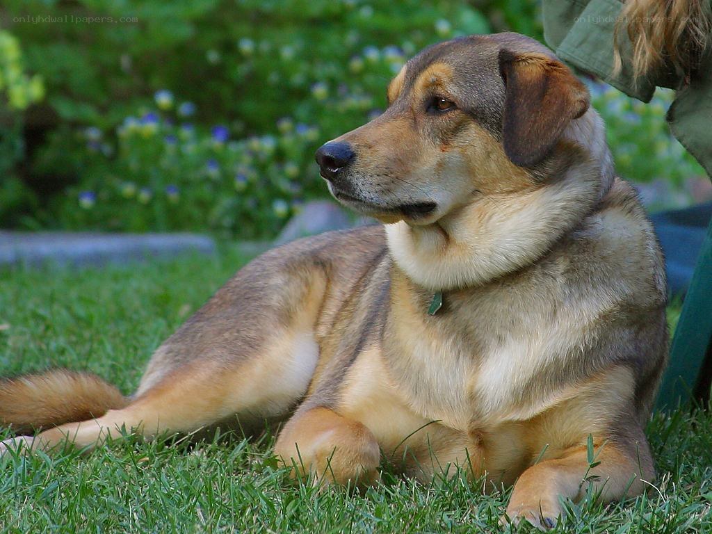 dog resting on grass