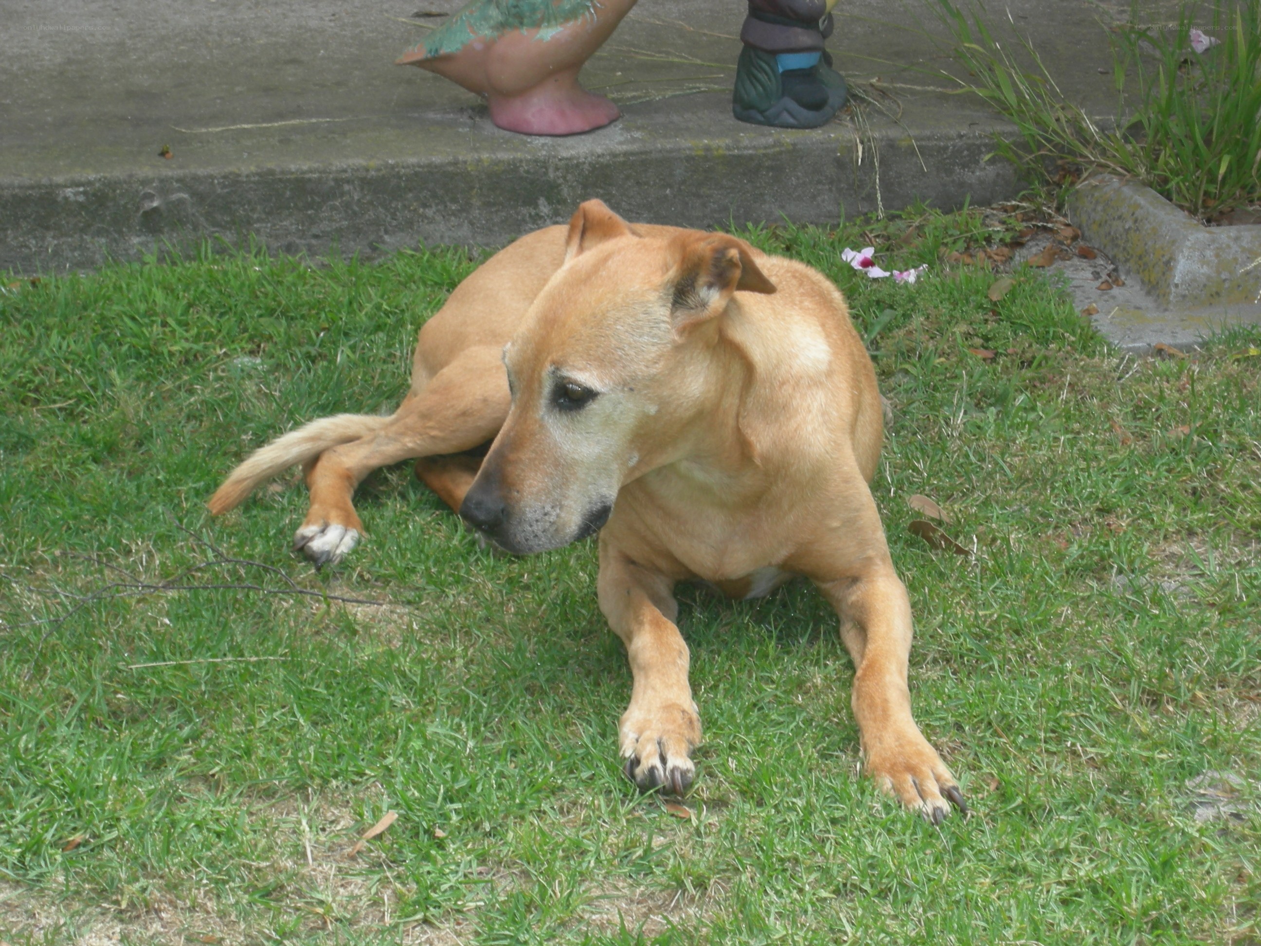 dog resting on grass