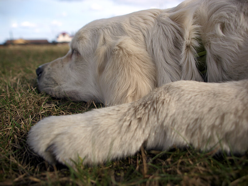 dog resting on grass
