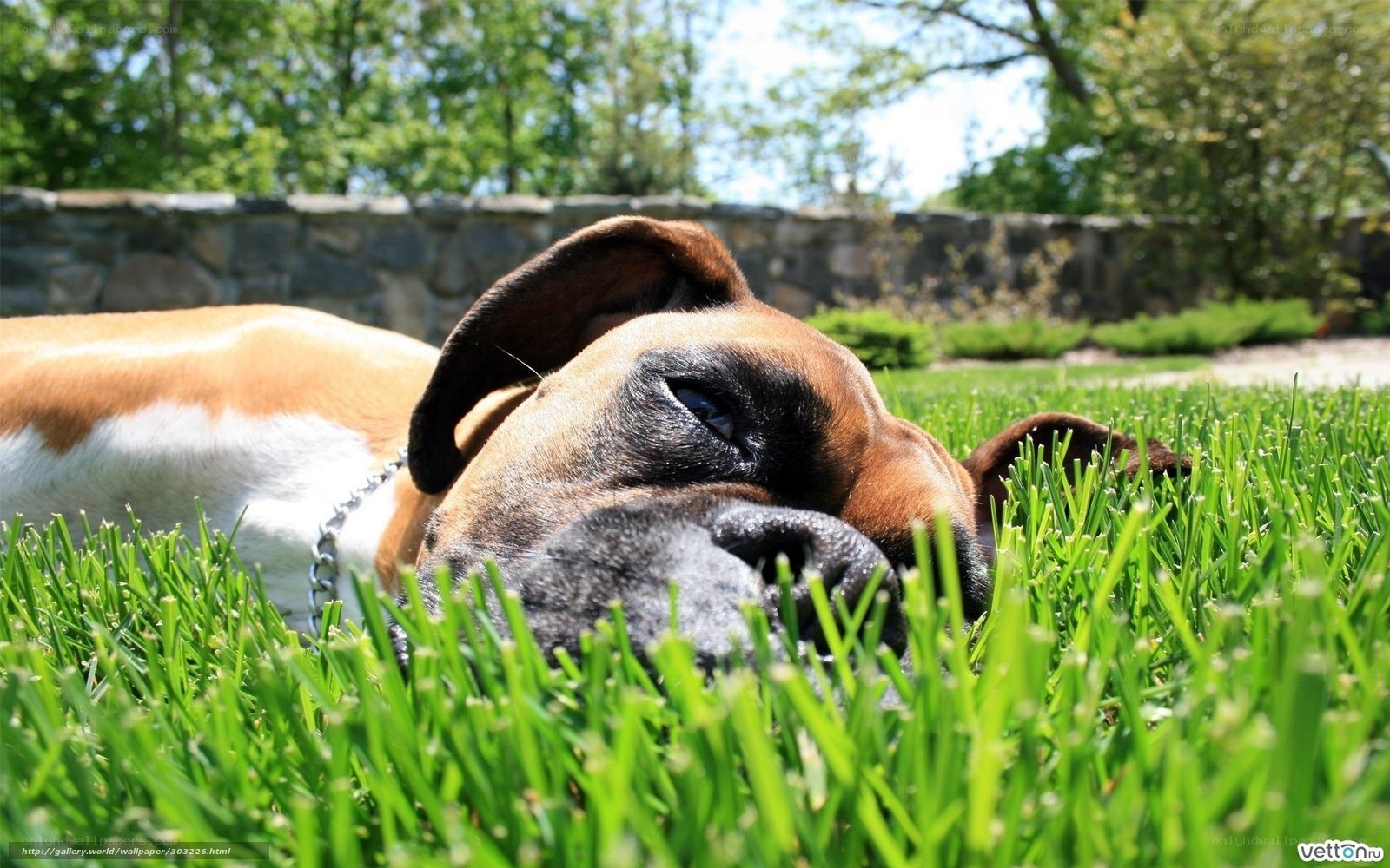 dog resting on grass