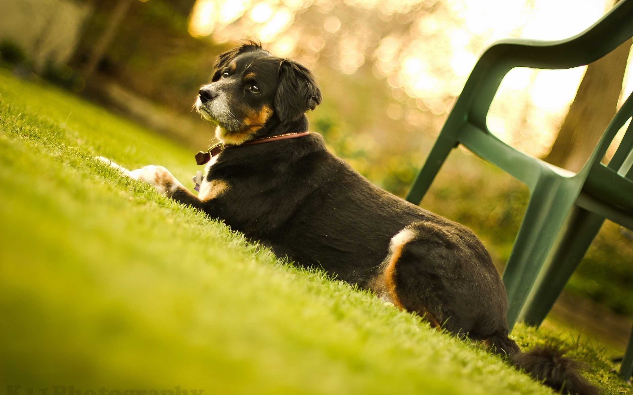 dog resting on grass at sunset
