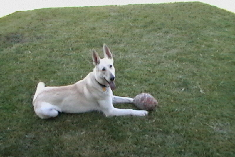 dog resting on grass with ball