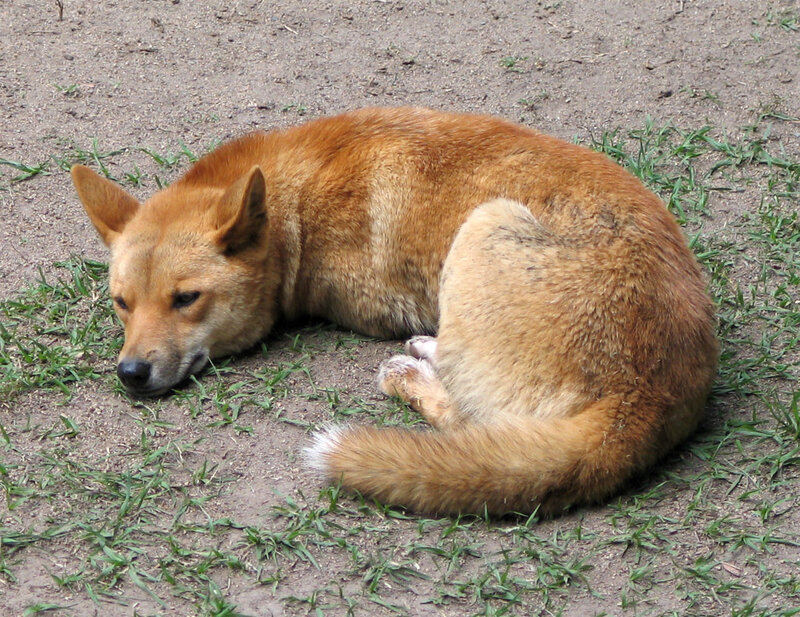 dog resting on ground