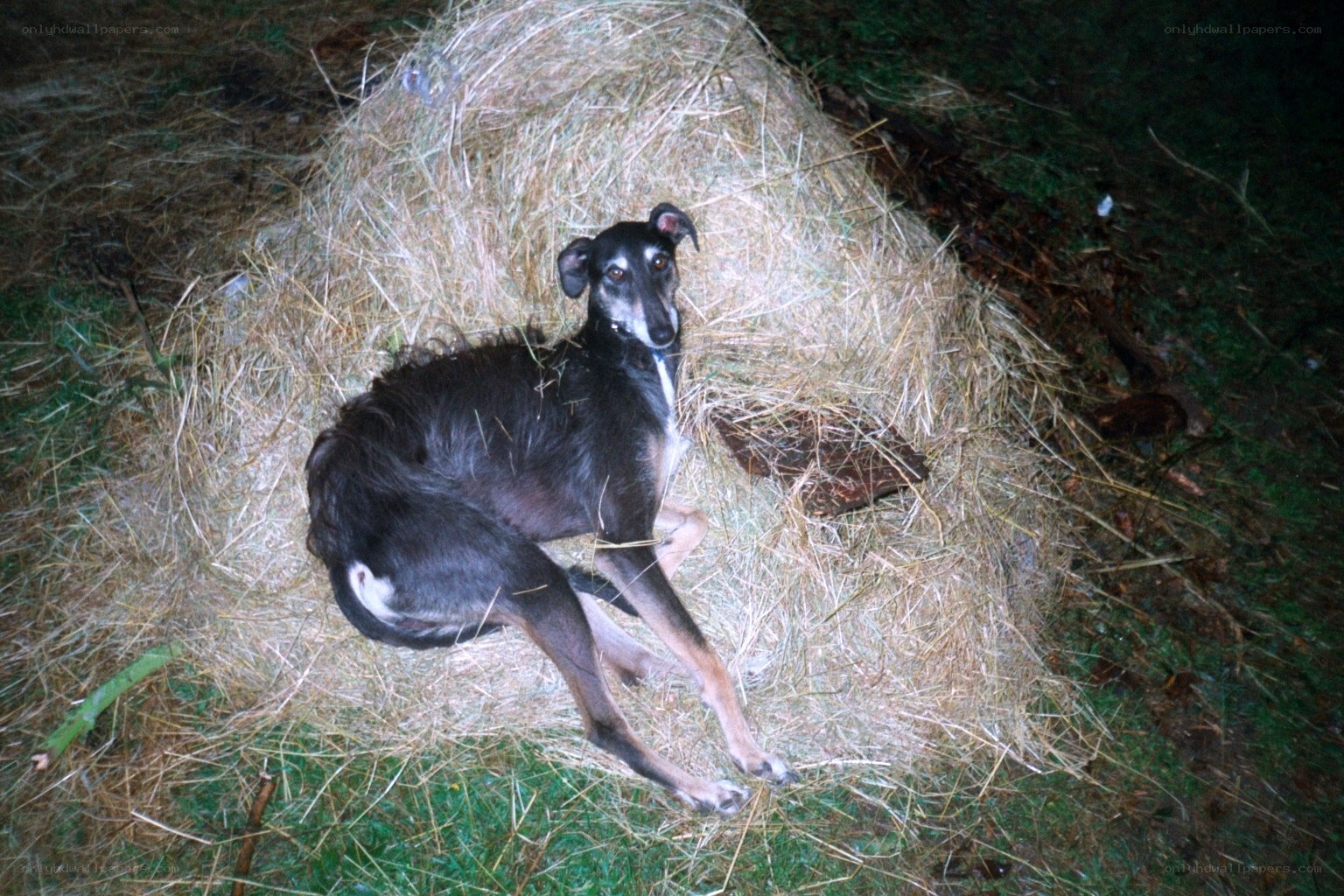 dog resting on hay