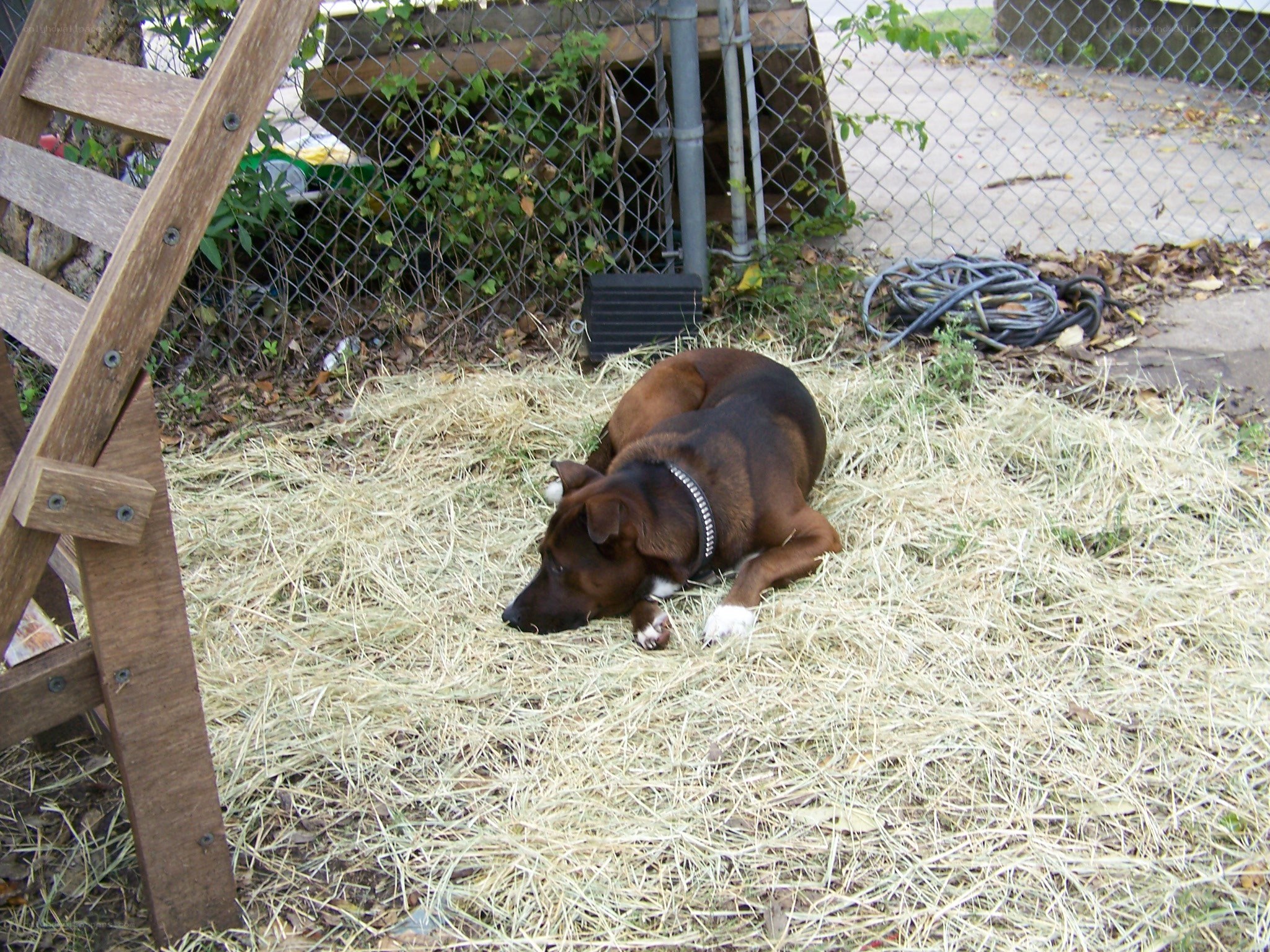 dog resting on hay