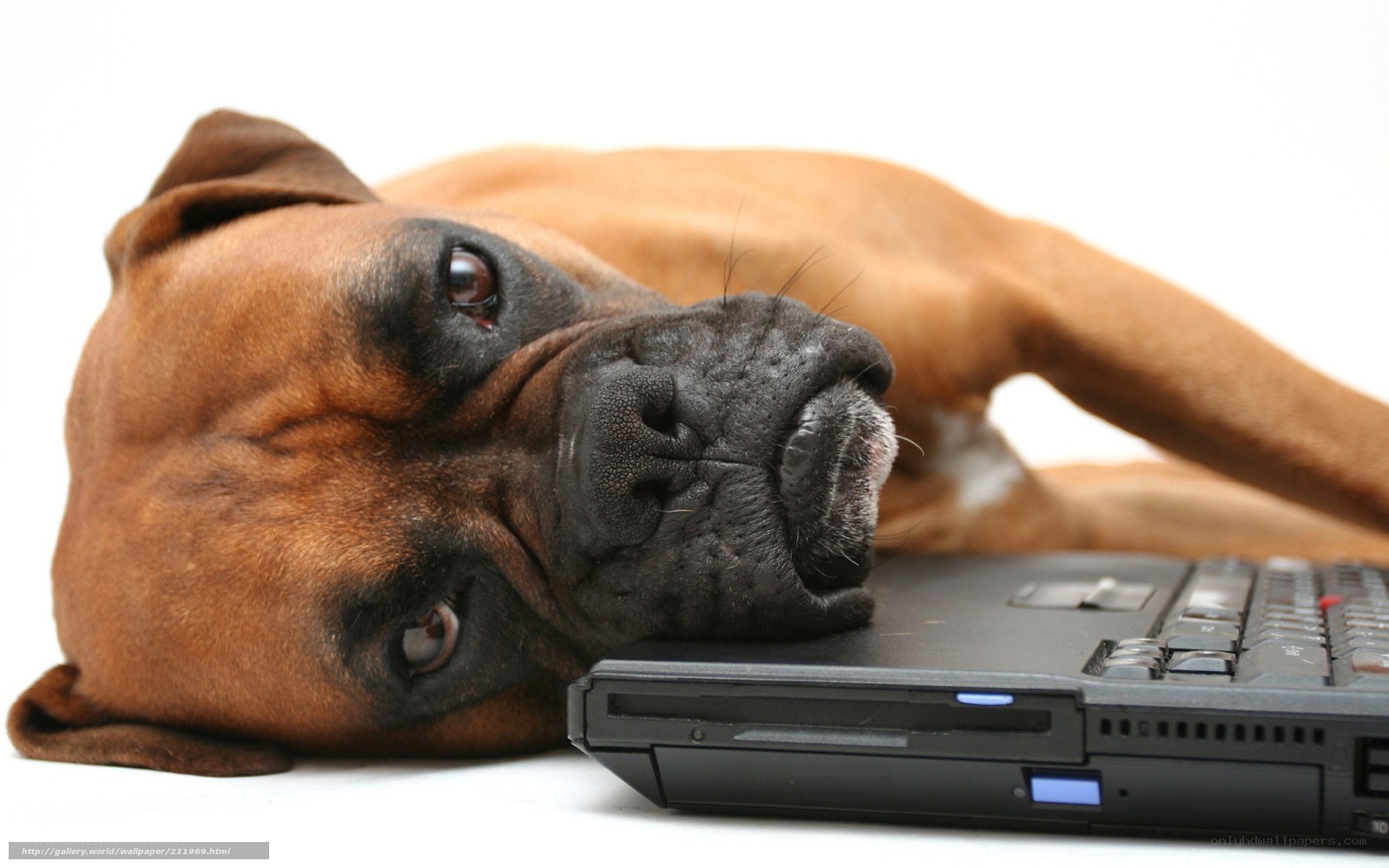 dog resting on laptop