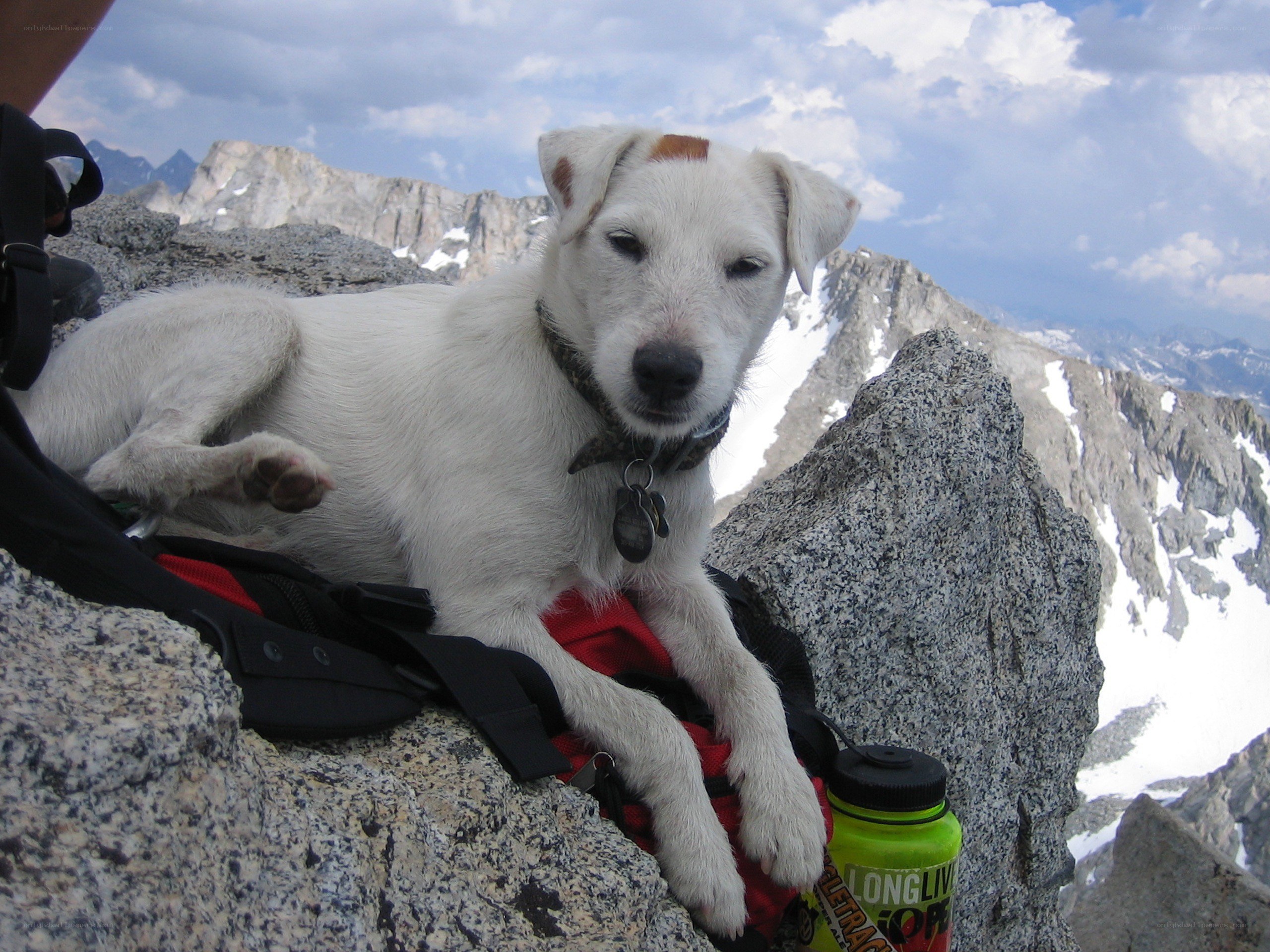 dog resting on mountain peak