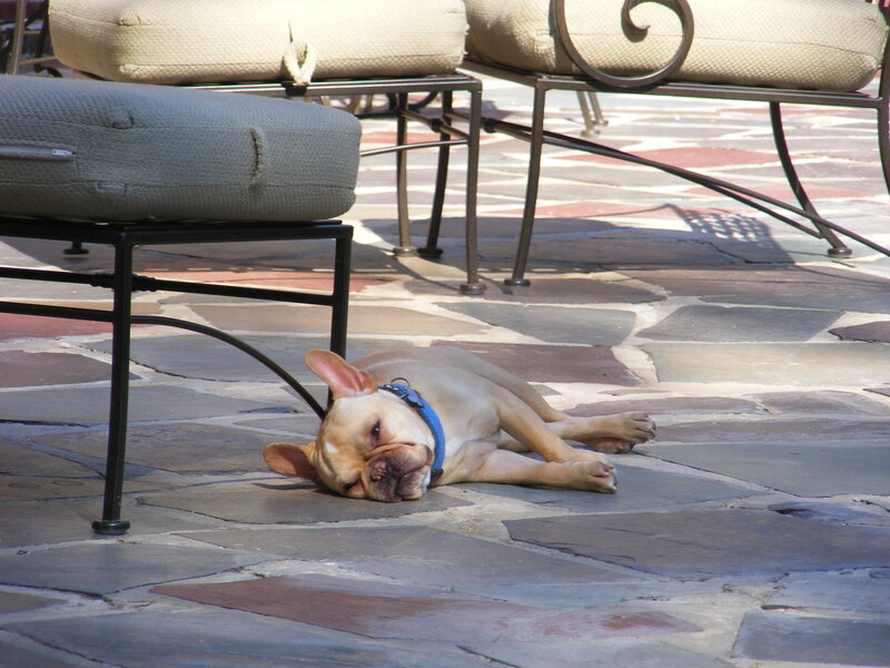 dog resting on patio