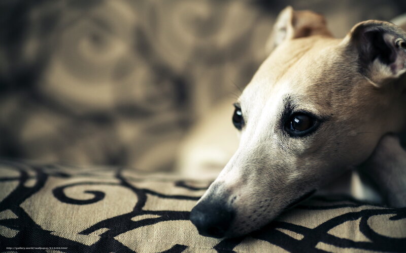 dog resting on patterned cushion