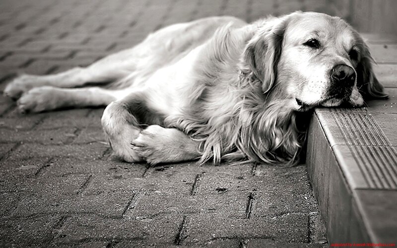 dog resting on pavement