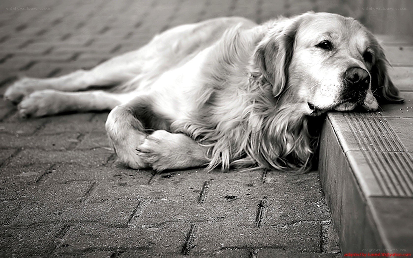 dog resting on pavement