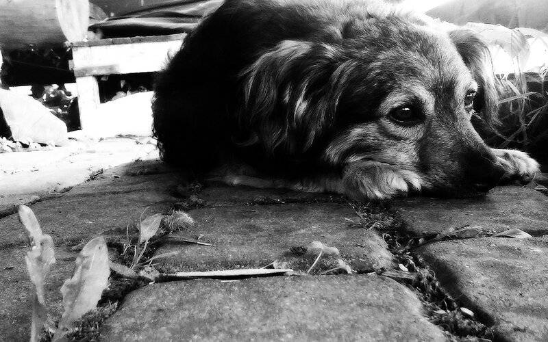dog resting on pavement