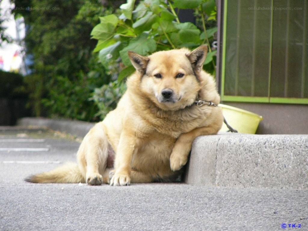 dog resting on pavement