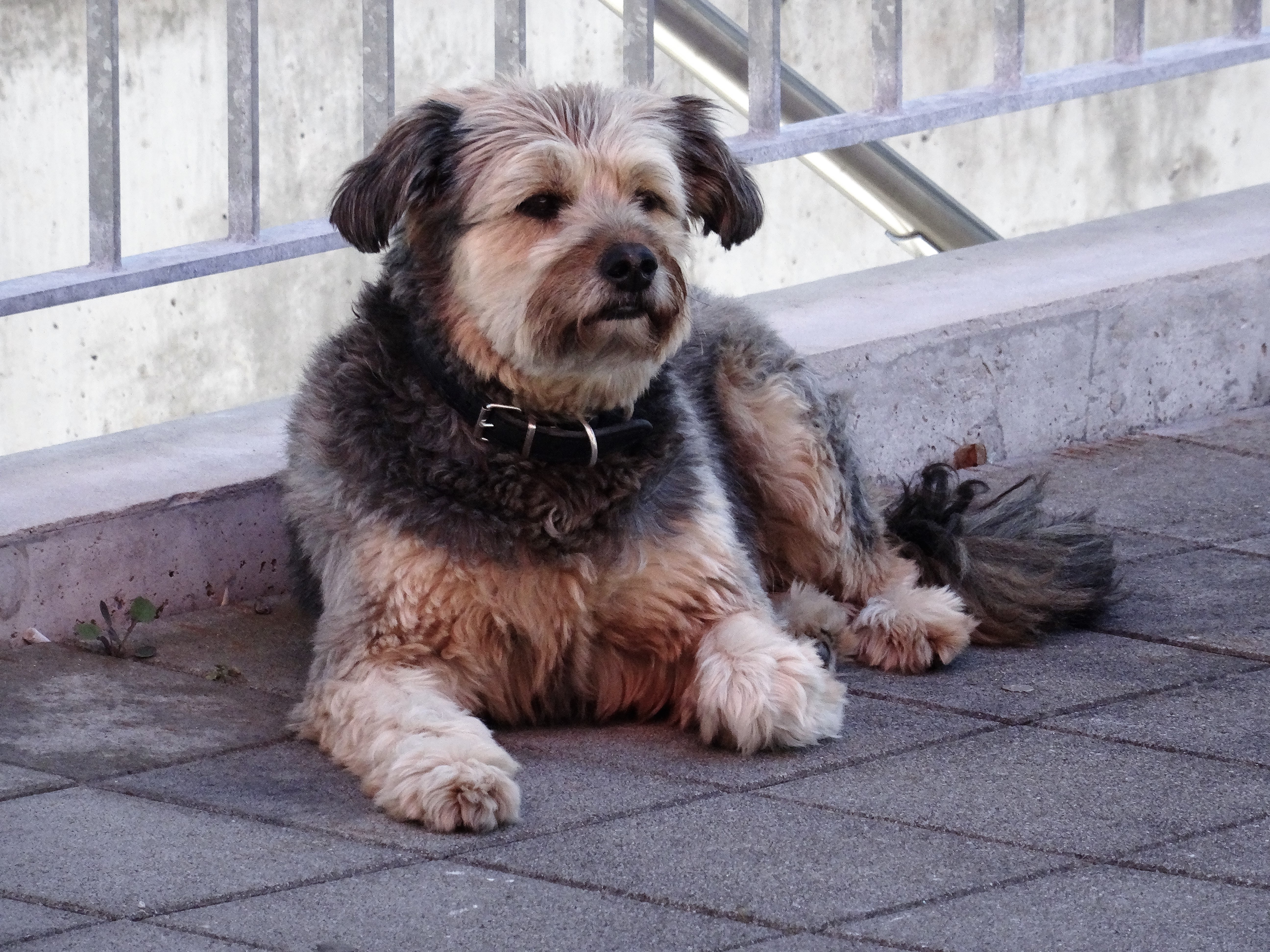 dog resting on pavement