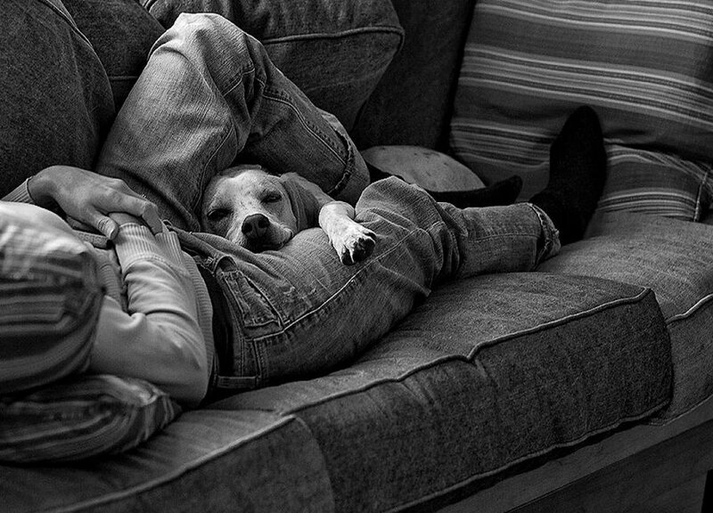 Dog Resting on Person