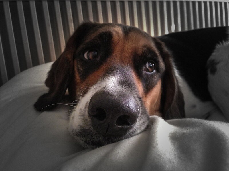 Dog Resting on Pillow