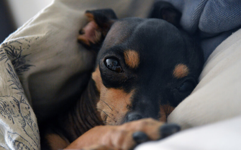 dog resting on pillows