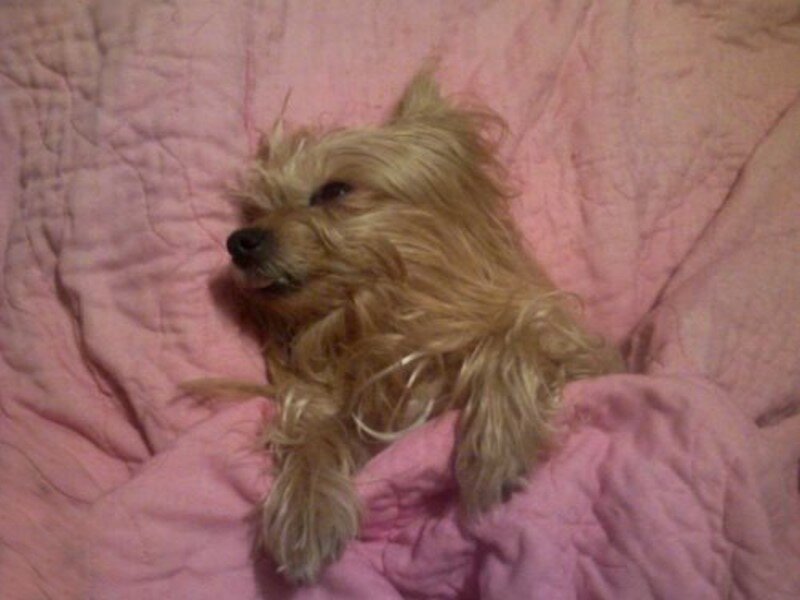 dog resting on pink blanket