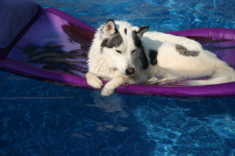 dog resting on pool float
