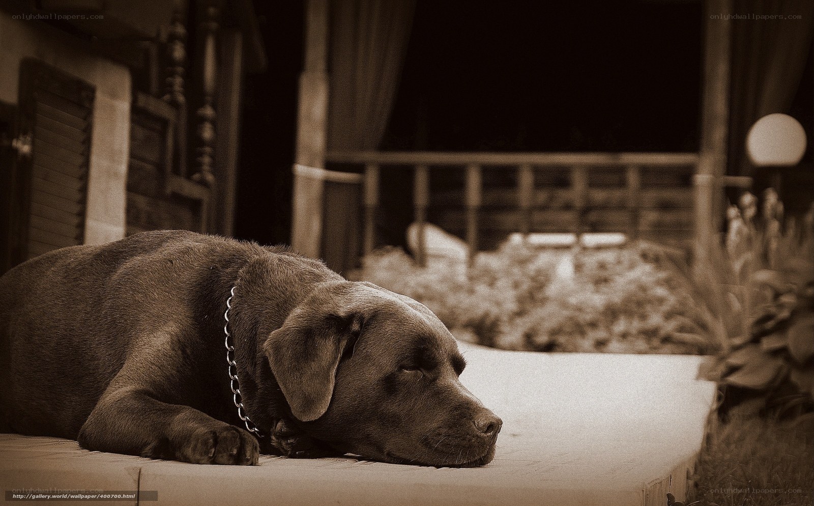 dog resting on porch