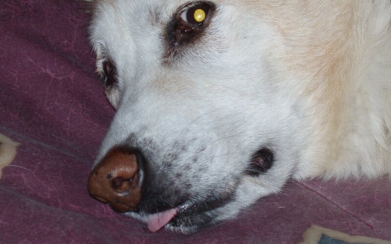 dog resting on purple surface