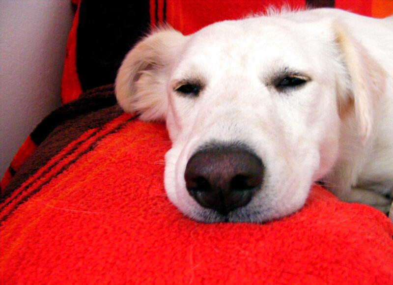 dog resting on red blanket