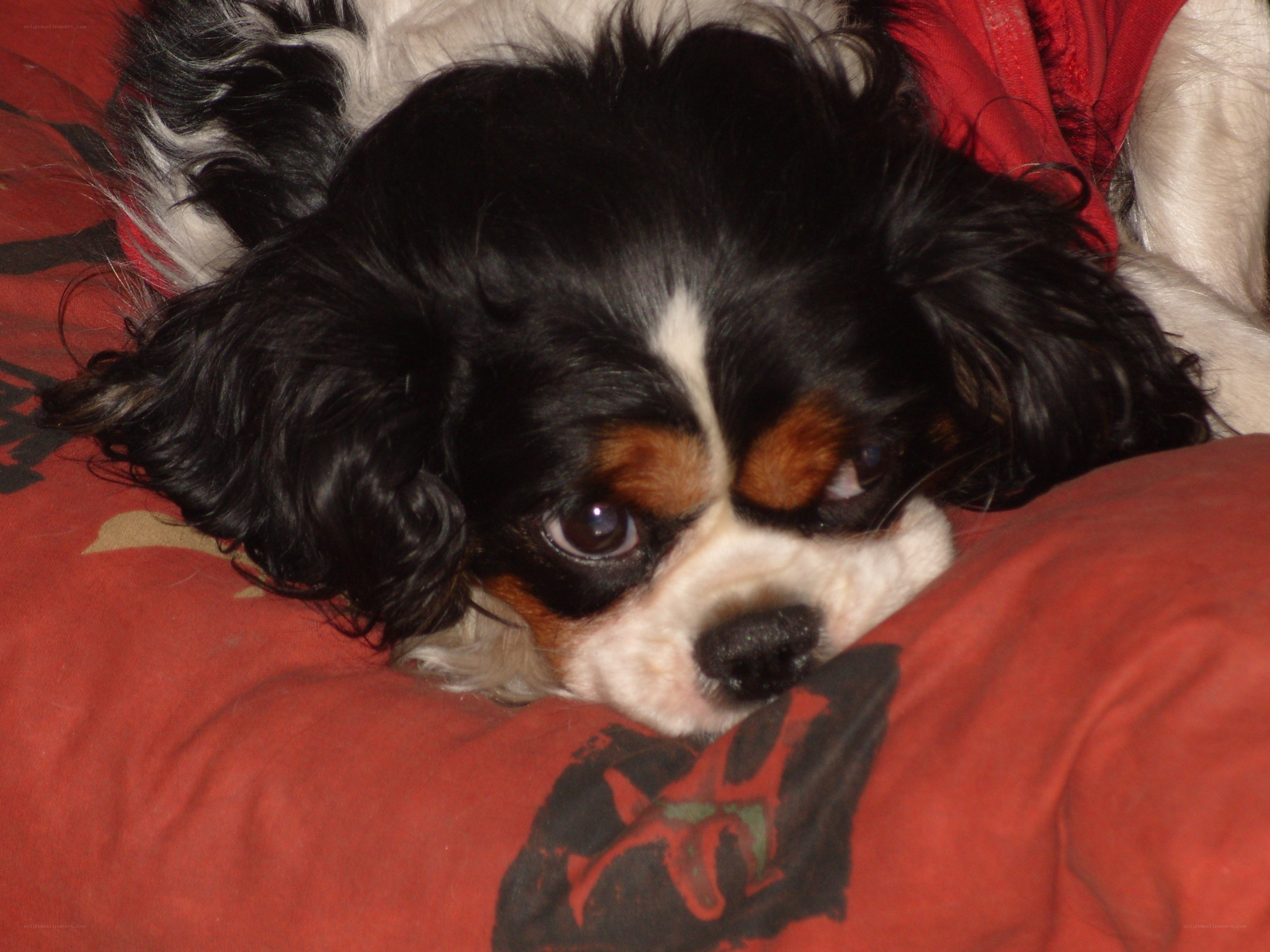 dog resting on red pillow