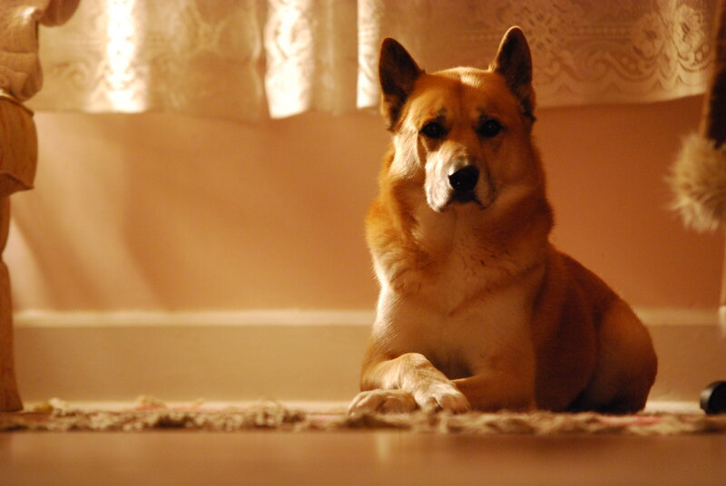 dog resting on rug