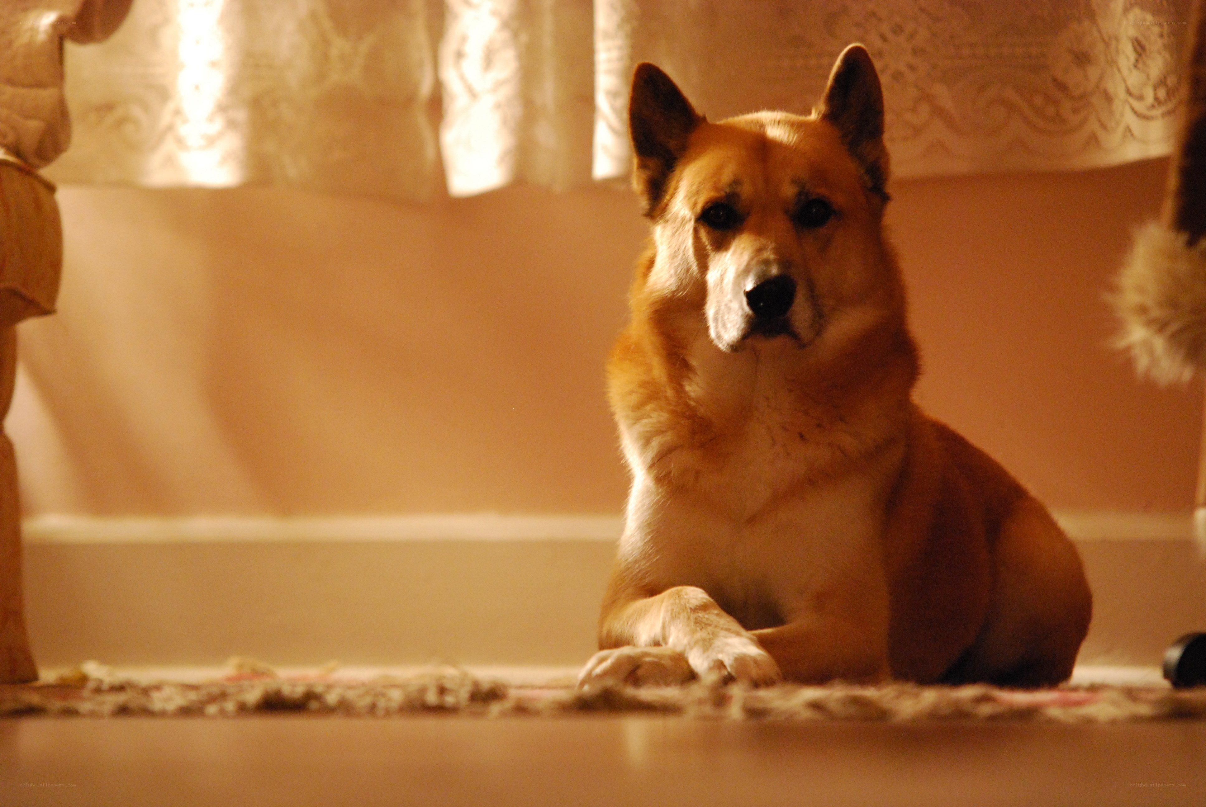 dog resting on rug