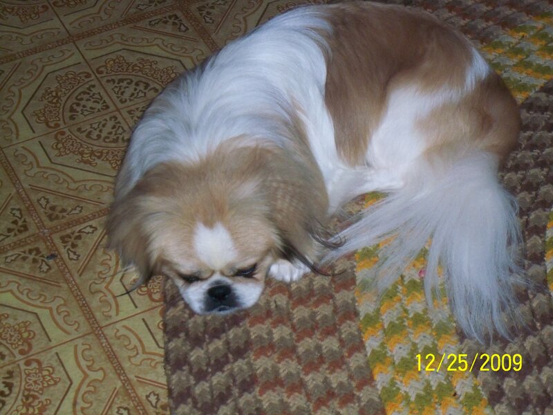 dog resting on rug