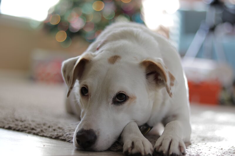 dog resting on rug