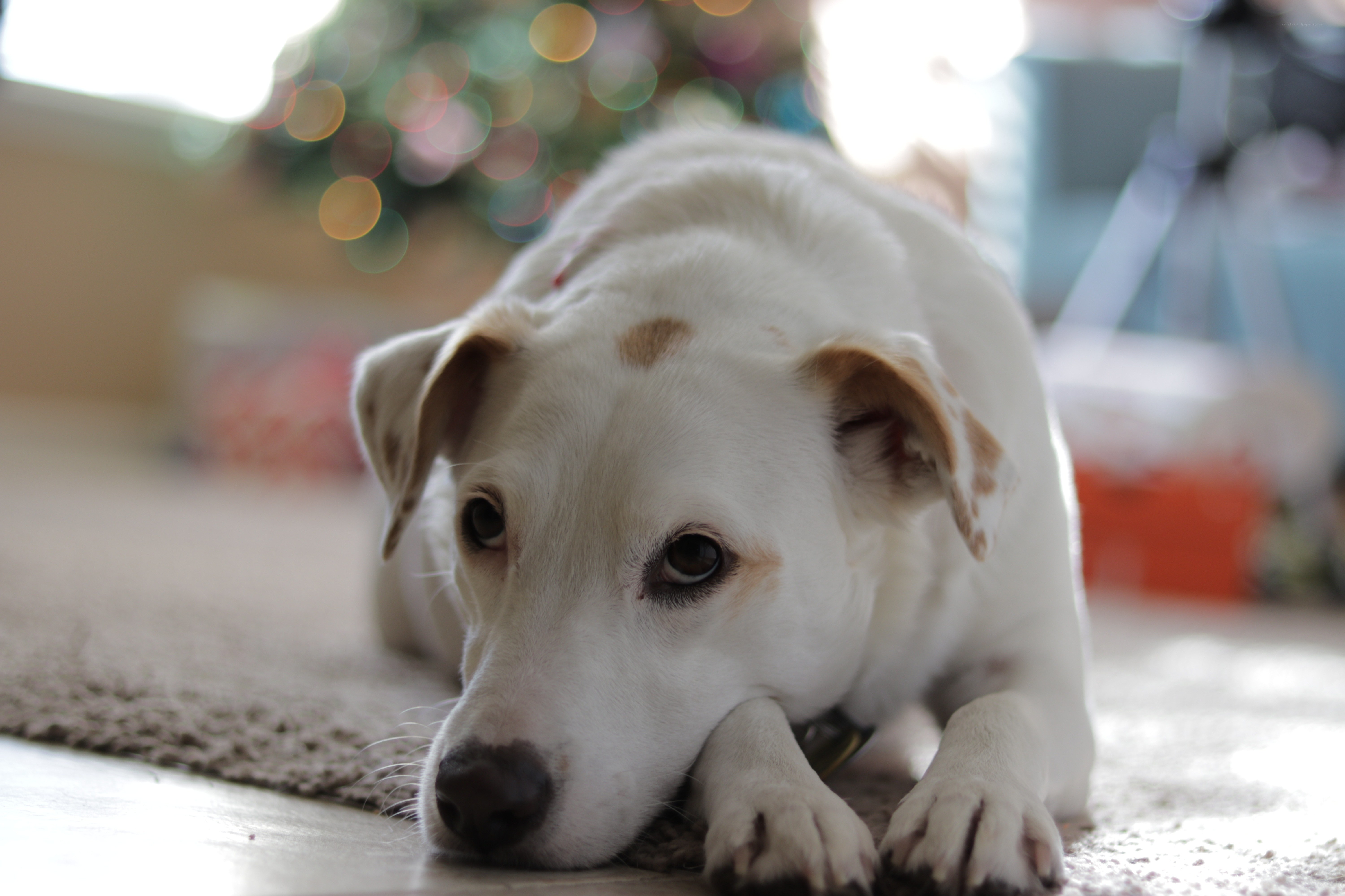 dog resting on rug