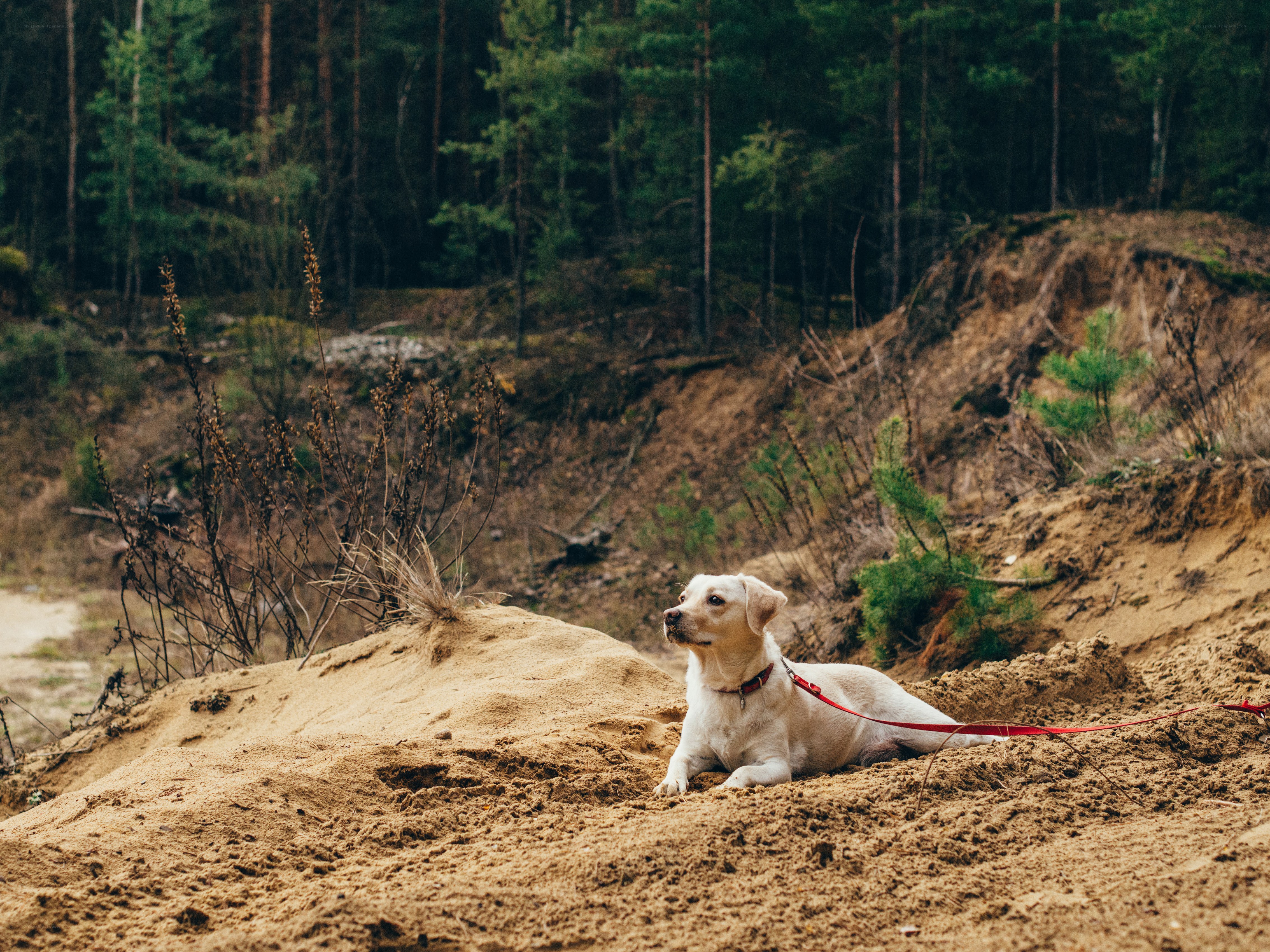 dog resting on sand dune