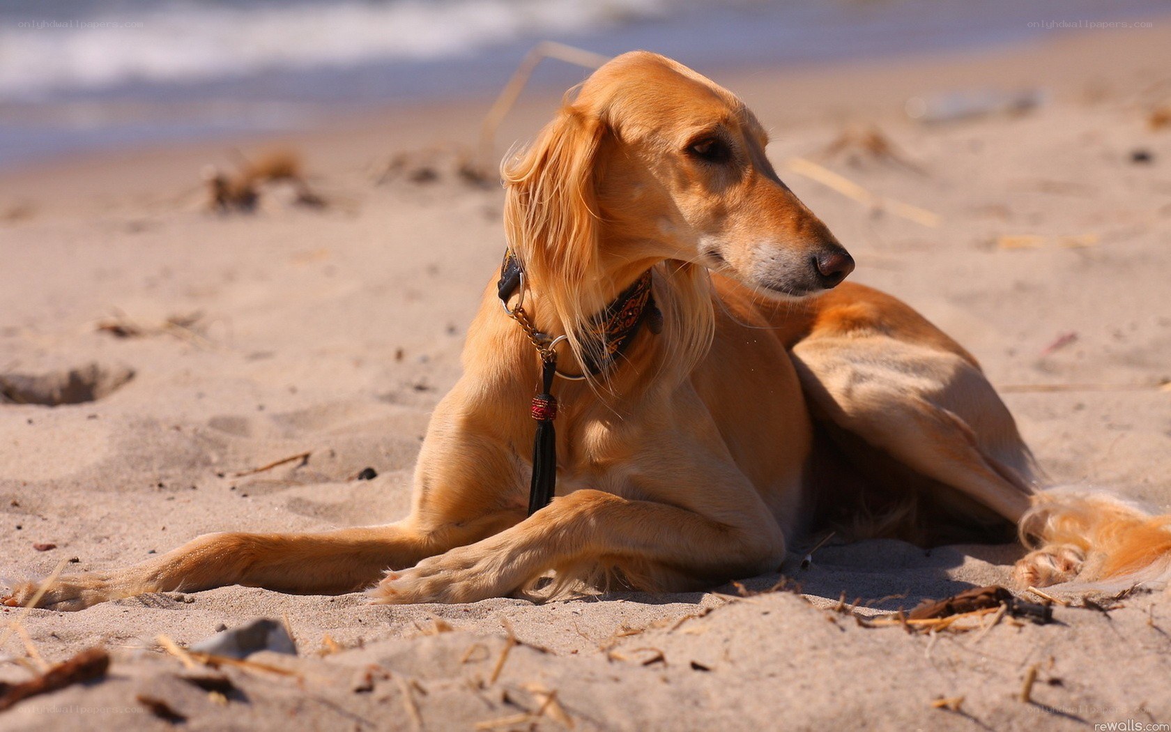 dog resting on sandy beach